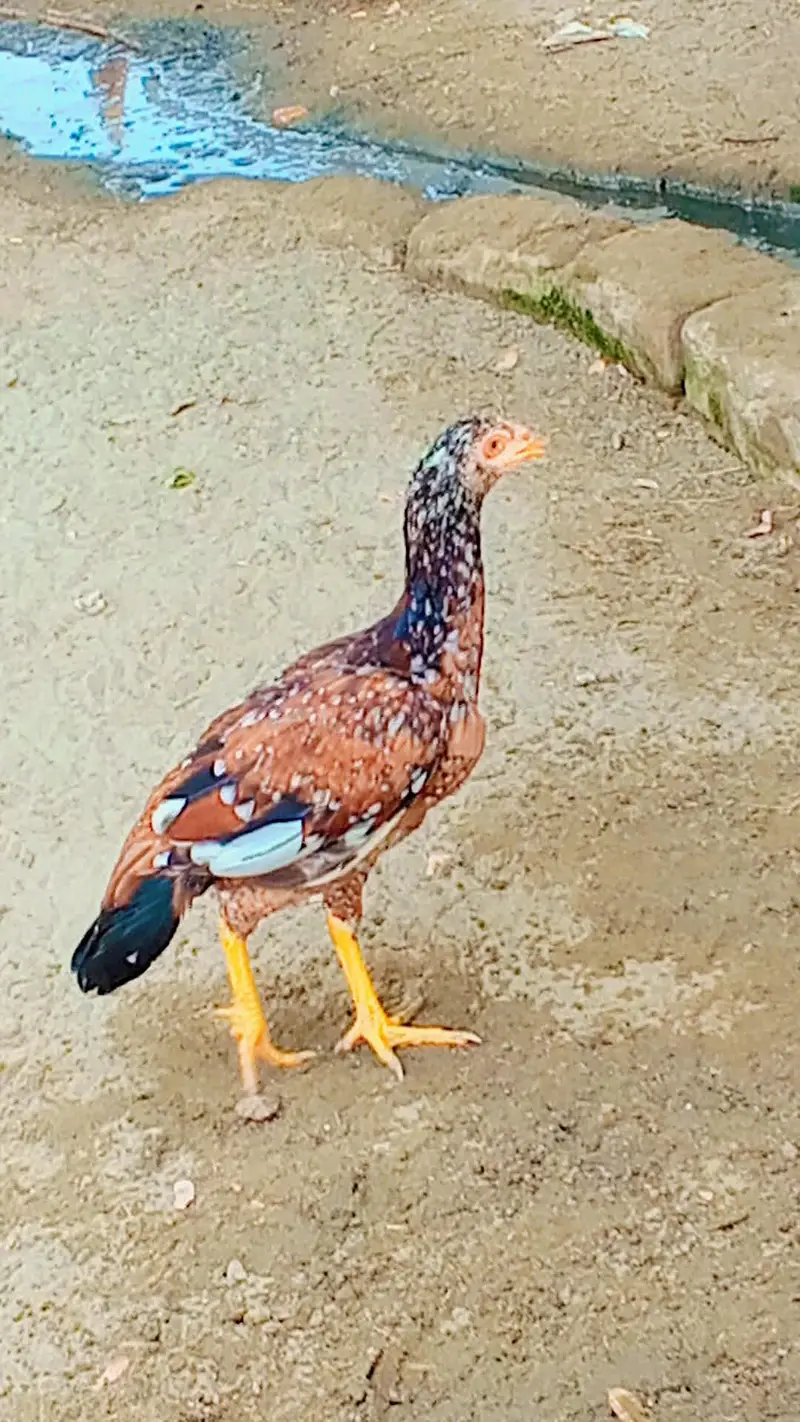 pathiya for sale — photo 3