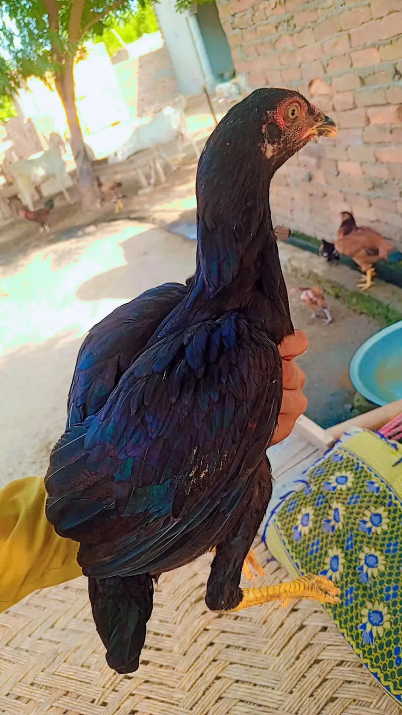 pathiya for sale — photo 4