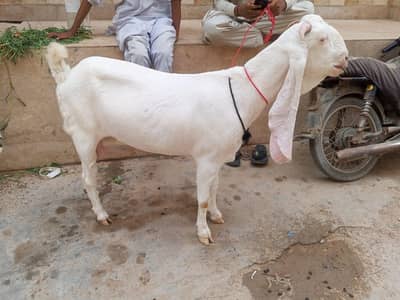 GULABI PASA FEMALE