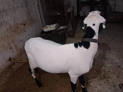 Mundra for sell