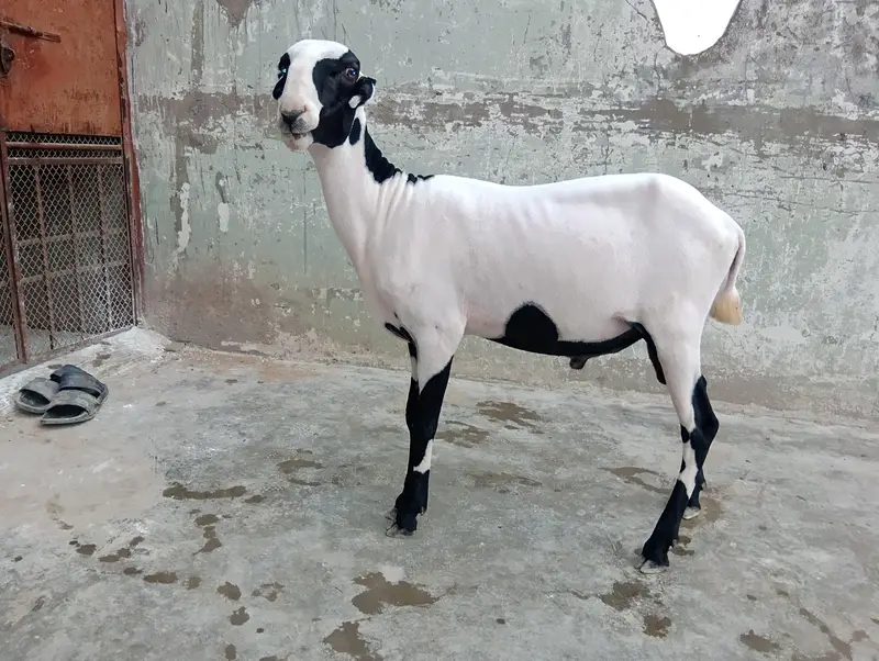 Mundra for sell — photo 2