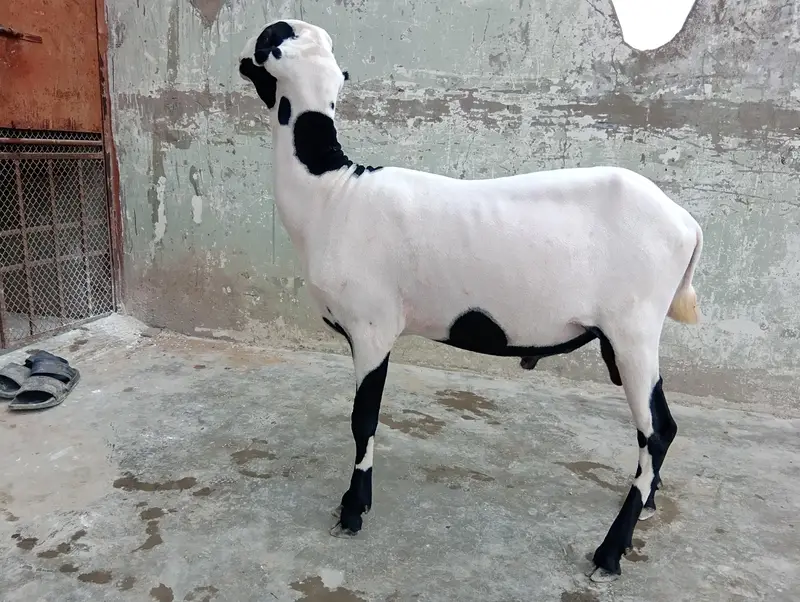 Mundra for sell — photo 3