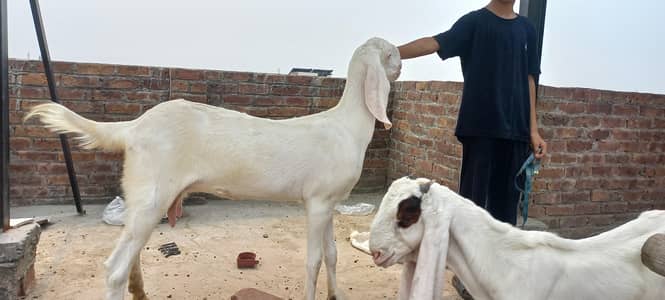 Rajan pori goats pure