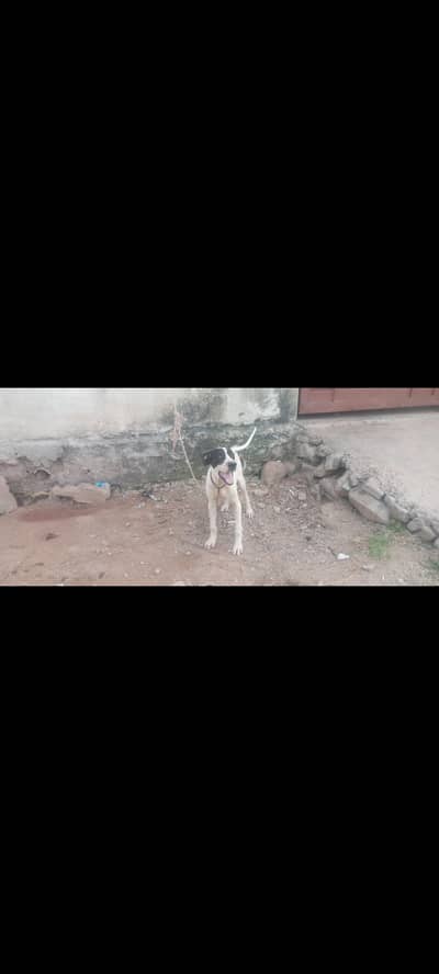 Good dog