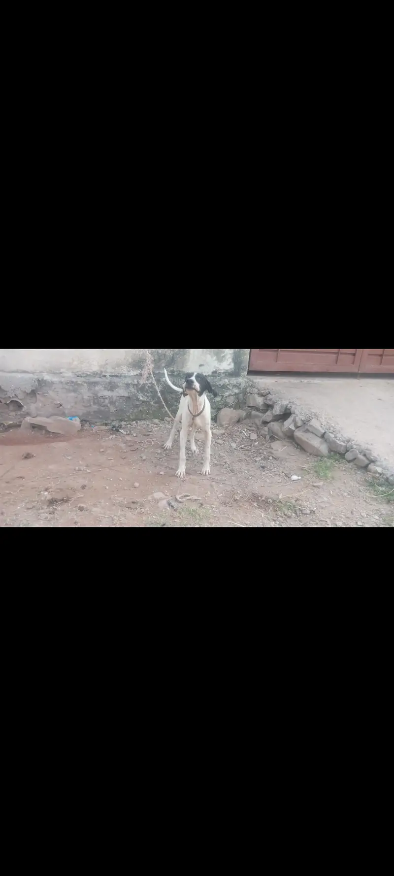 Good dog — photo 2