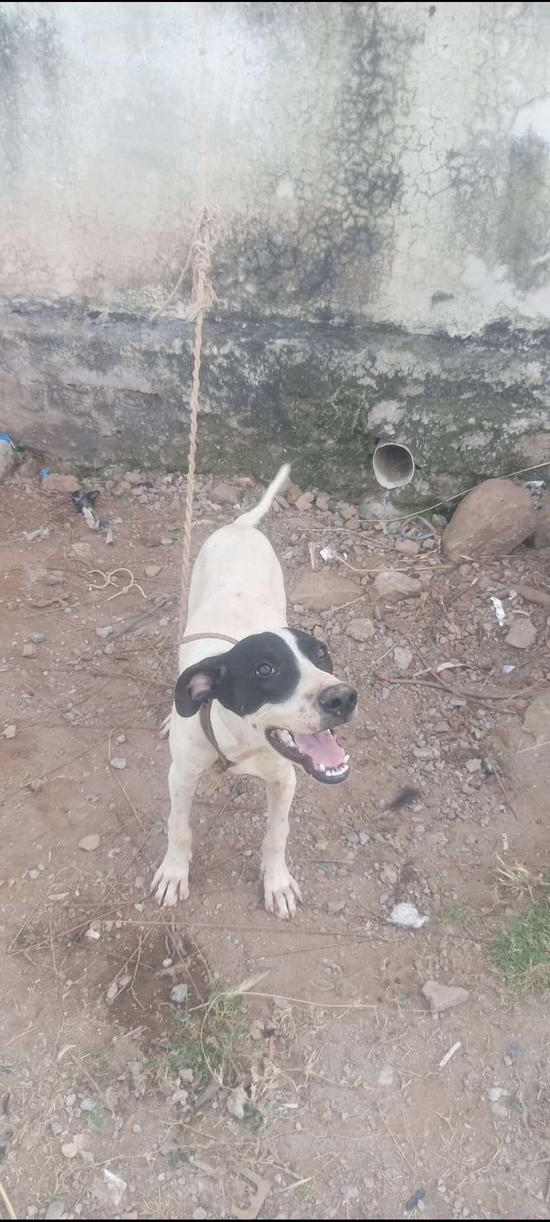 Good dog 2