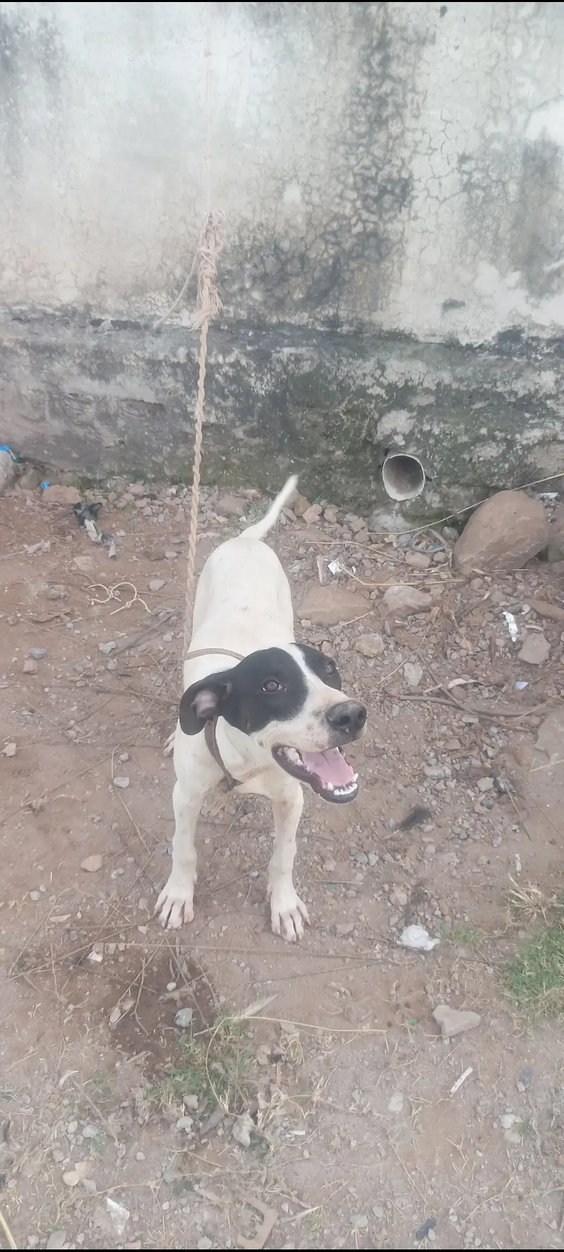 Good dog — photo 3