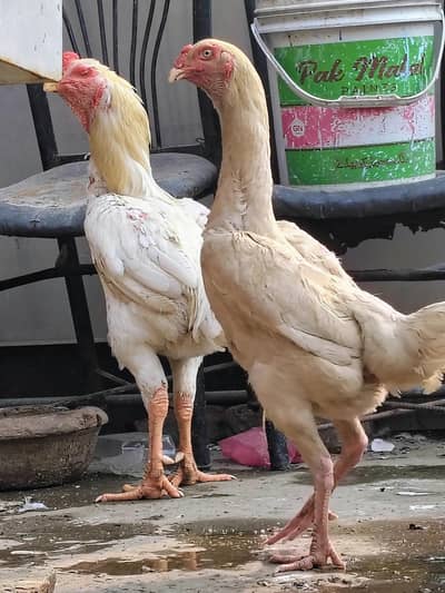 Shamo eggs for sale