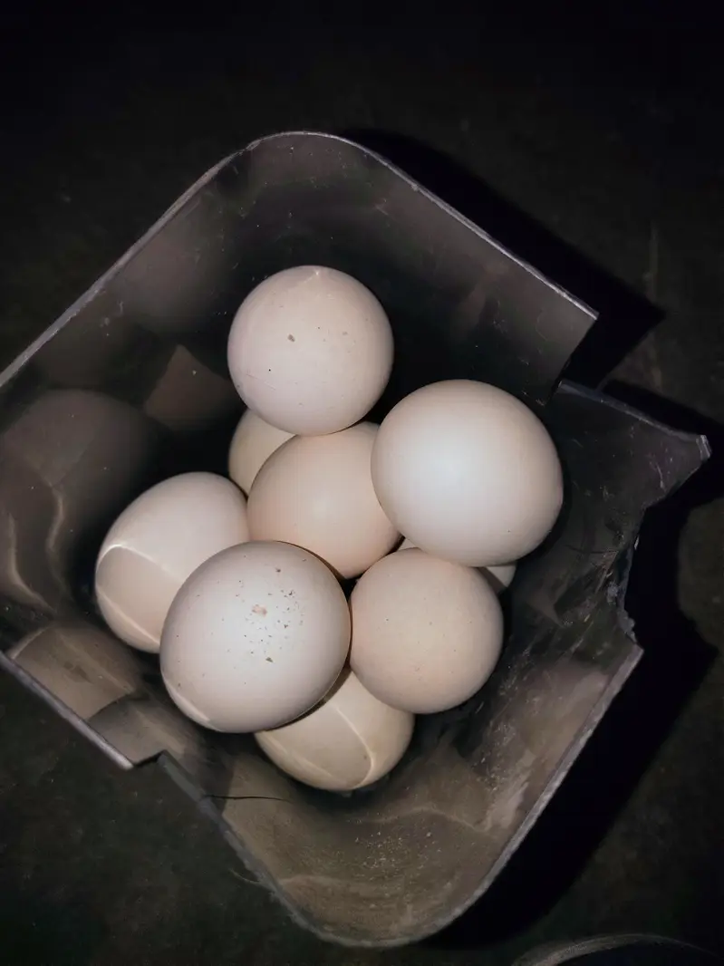 Shamo eggs for sale — photo 2