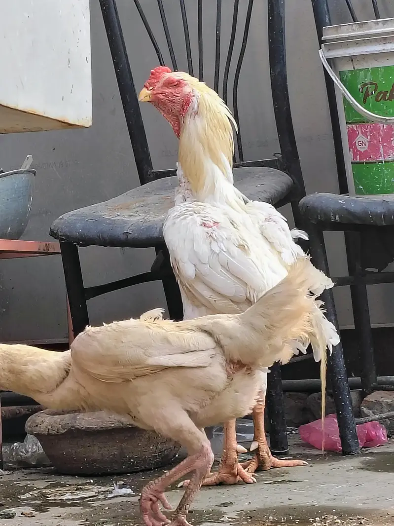 Shamo eggs for sale — photo 3