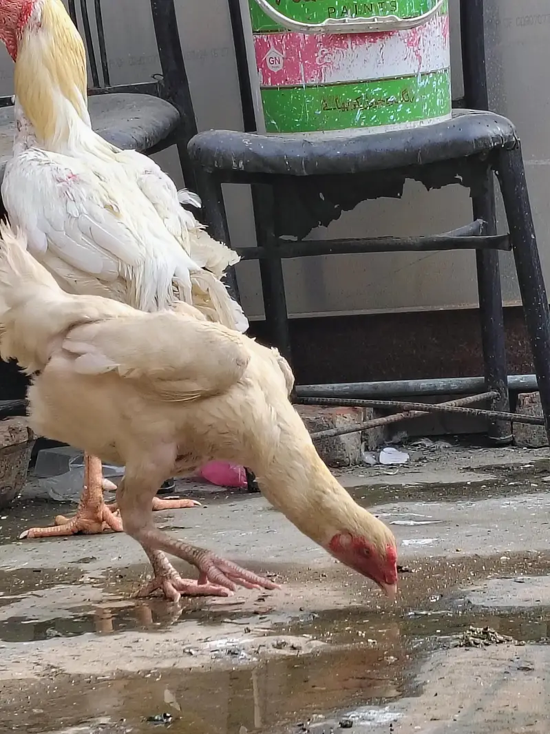 Shamo eggs for sale — photo 4