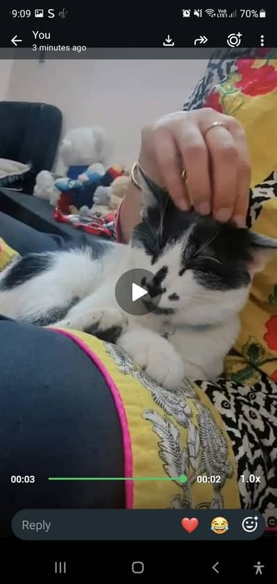 Two male cats