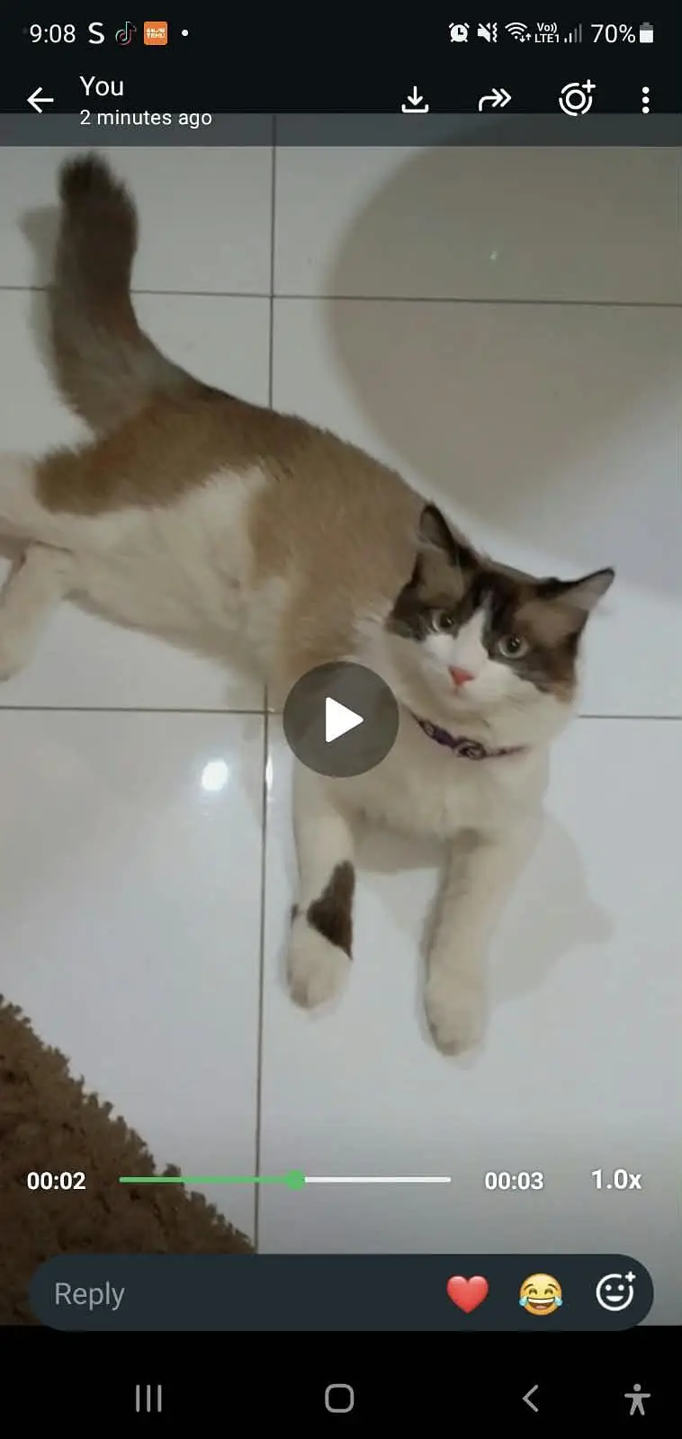 Two male cats — photo 2