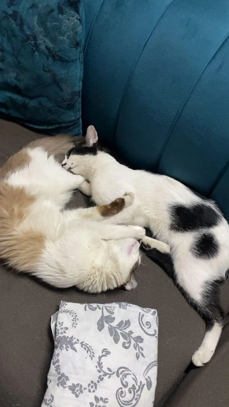 Two male cats — photo 3