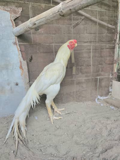Indian Parrot beak  | Top Quality Male | Imported Bloodline | A+