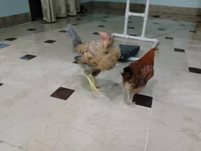pair chicks  4 month active arjent sale