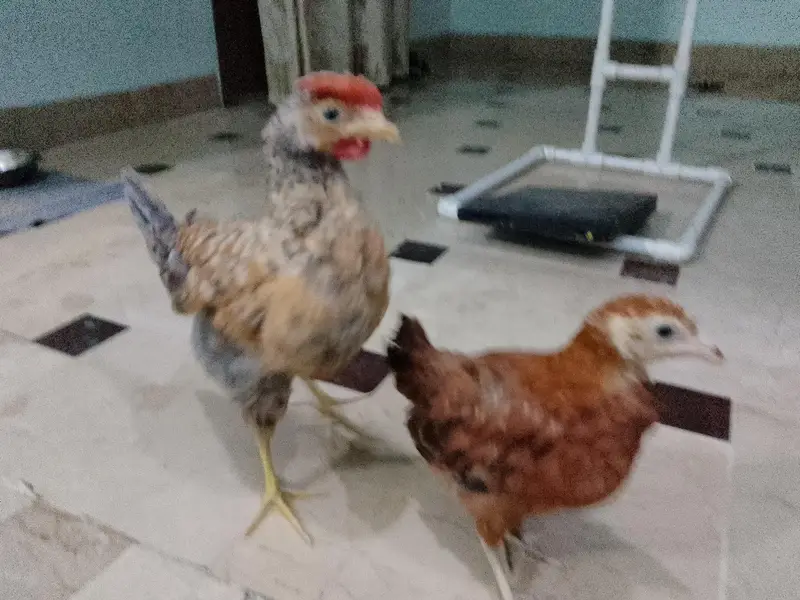 pair chicks  4 month active arjent sale — photo 2