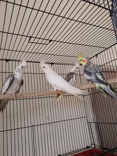 cocktail berder pair for sell