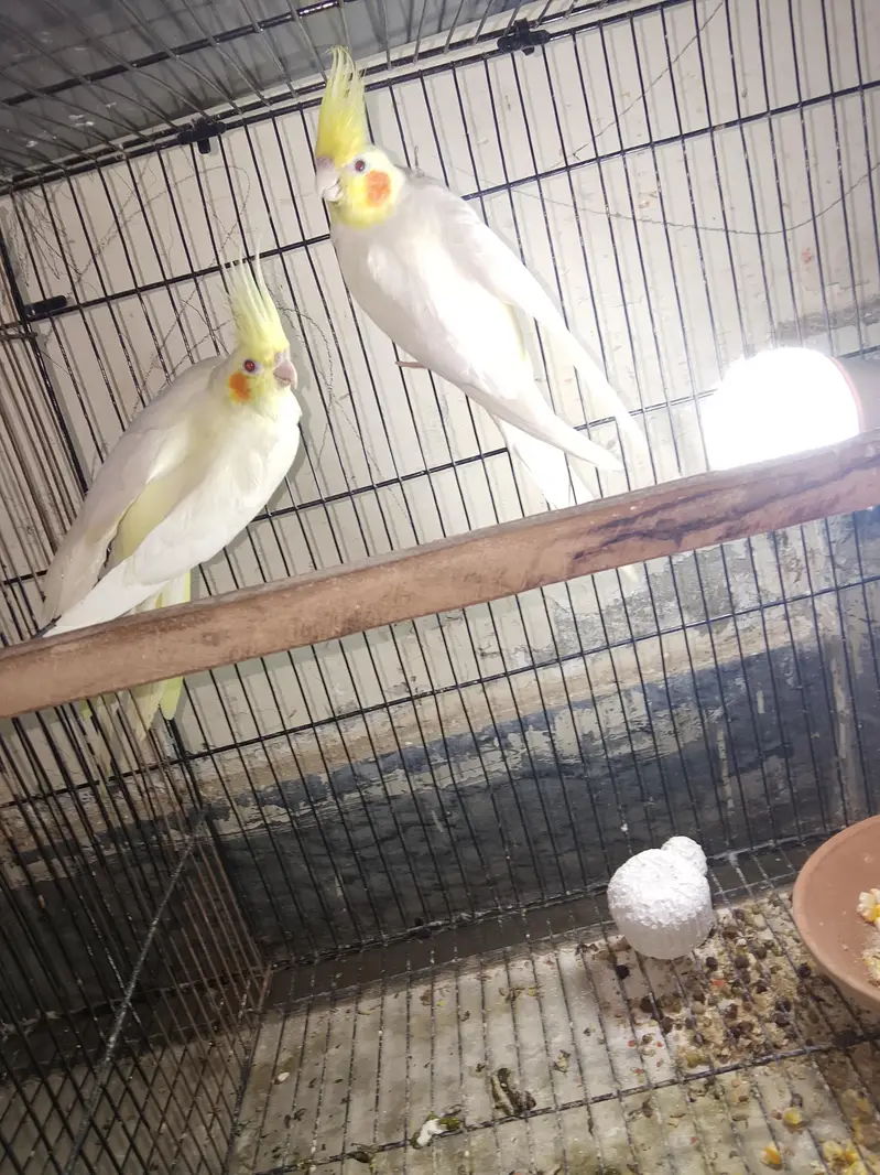 cocktail berder pair for sell — photo 4