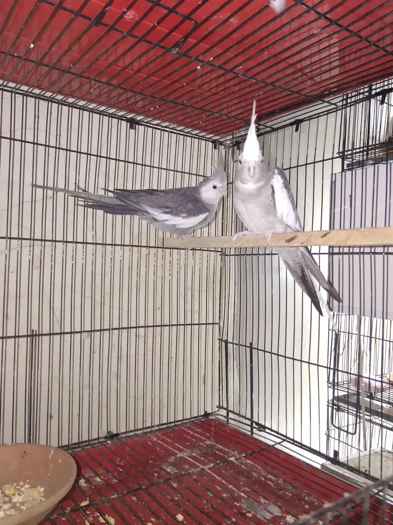 cocktail berder pair for sell — photo 5