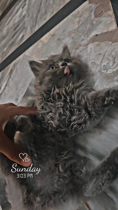 SMOKEY GRAY  PERSIAN CAT WITH SHE,S BABY