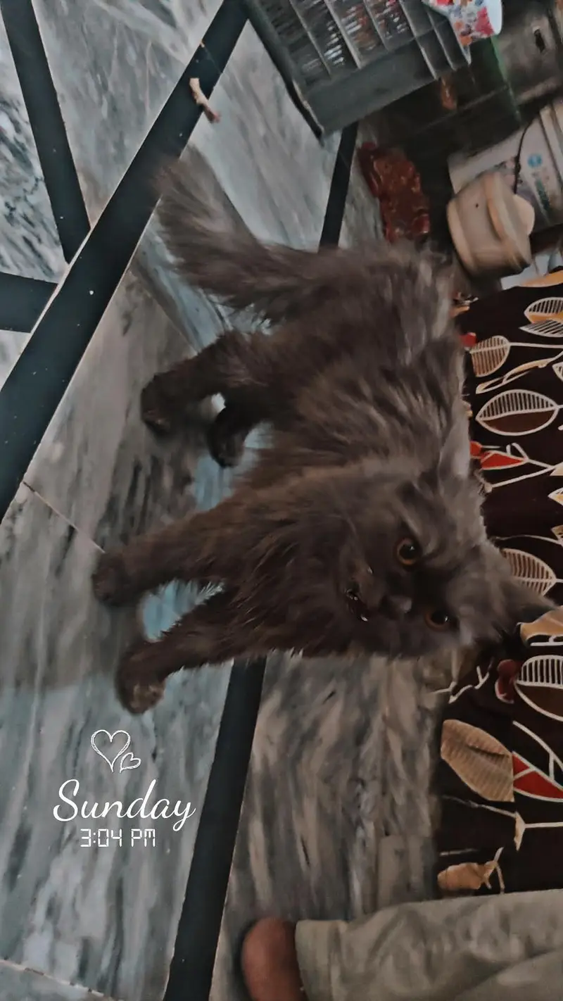 SMOKEY GRAY  PERSIAN CAT WITH SHE,S BABY — photo 2