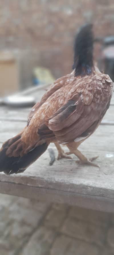 aseel mianwali pure achi quality ki madi hai urgent sale  final price