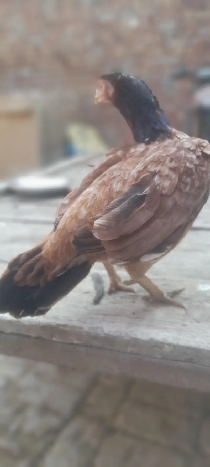 aseel mianwali pure achi quality ki madi hai urgent sale  final price — photo 2