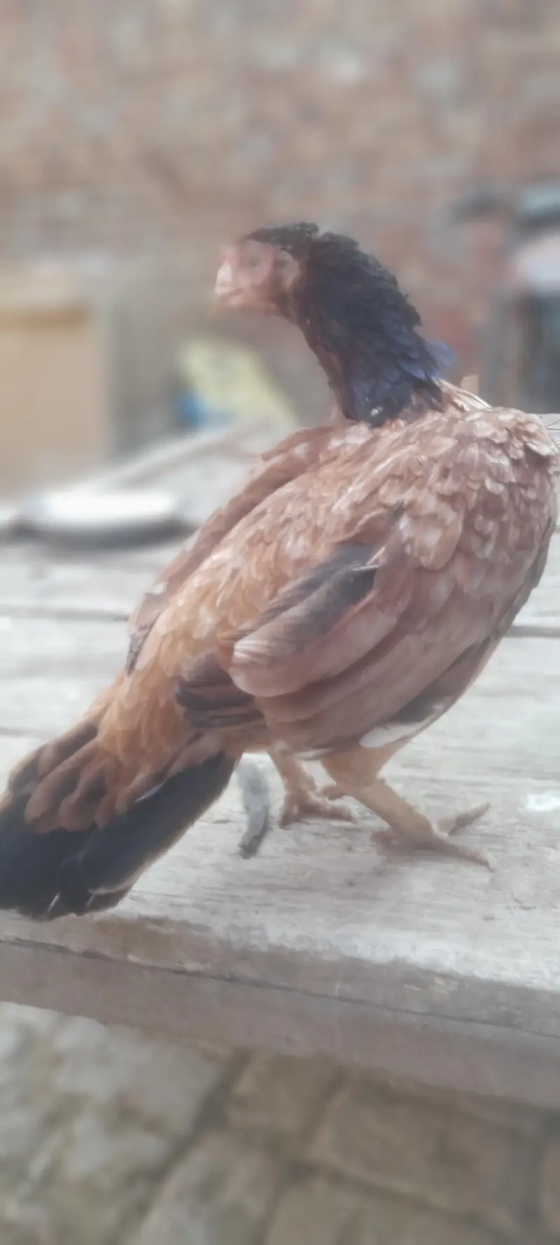 aseel mianwali pure achi quality ki madi hai urgent sale  final price — photo 4
