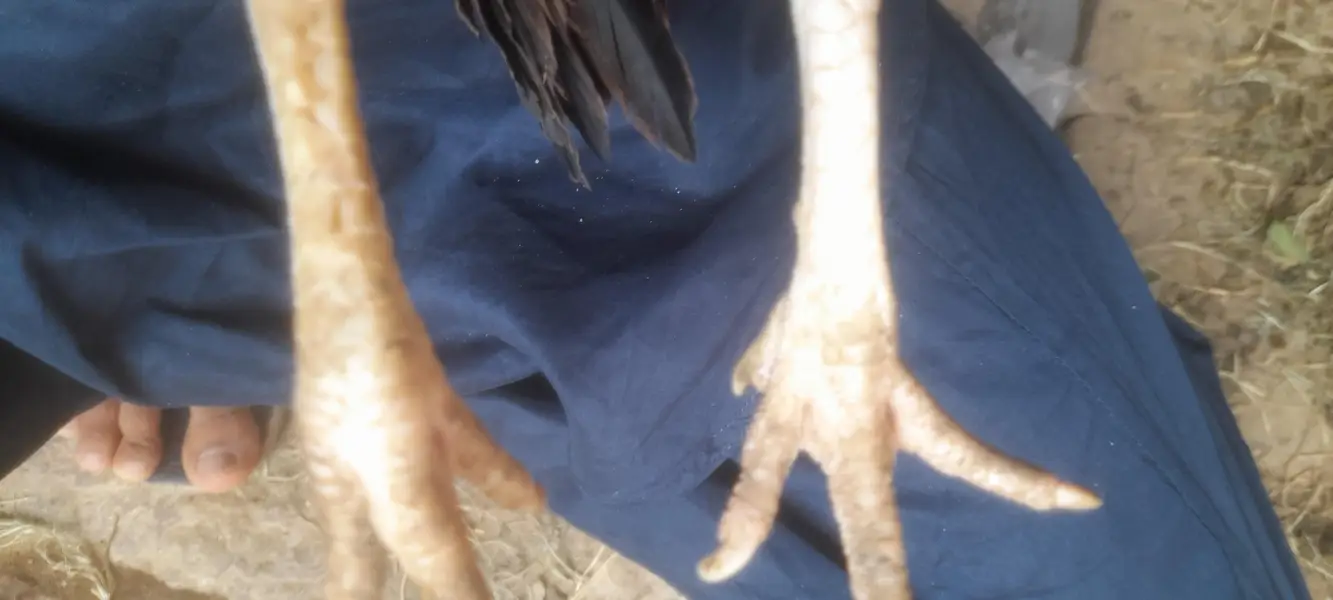 aseel mianwali pure achi quality ki madi hai urgent sale  final price — photo 5