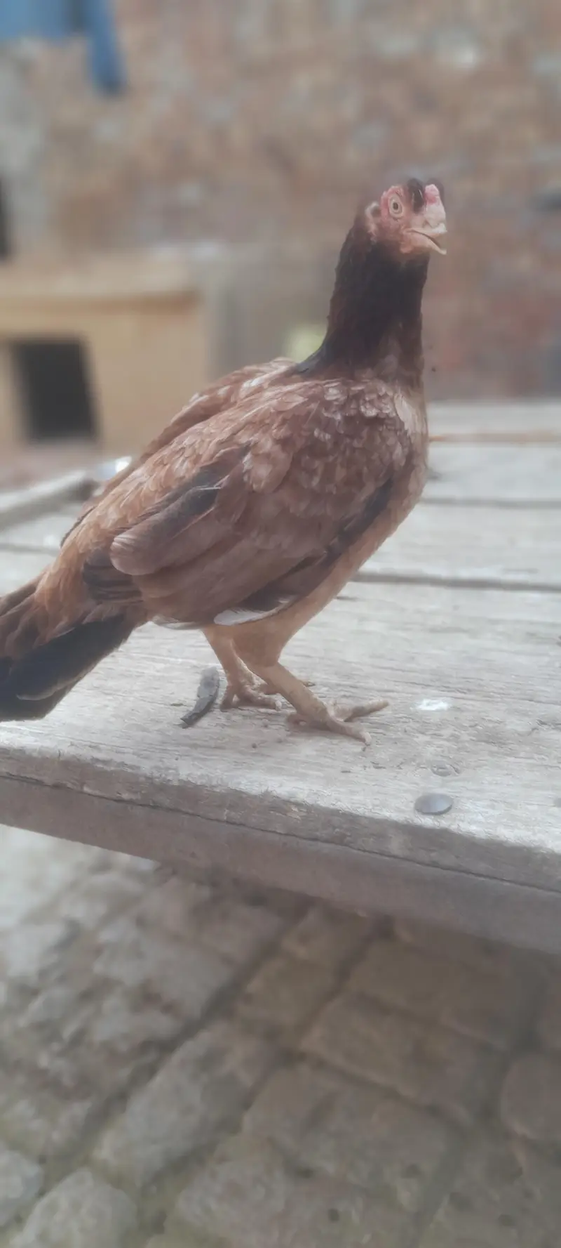 aseel mianwali pure achi quality ki madi hai urgent sale  final price — photo 7