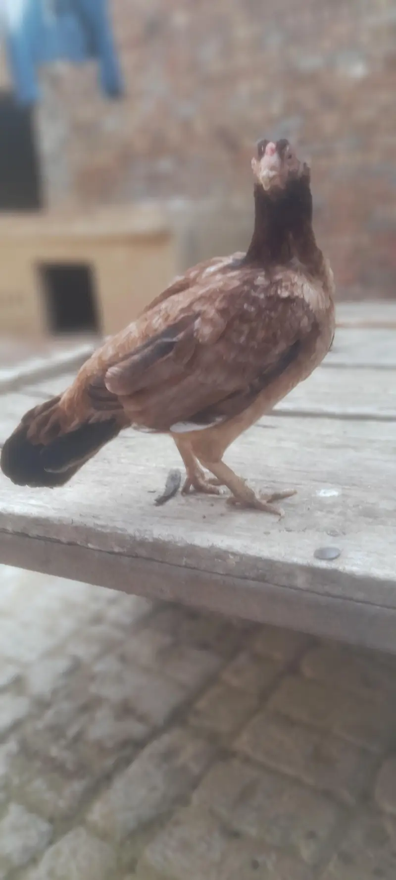 aseel mianwali pure achi quality ki madi hai urgent sale  final price — photo 8
