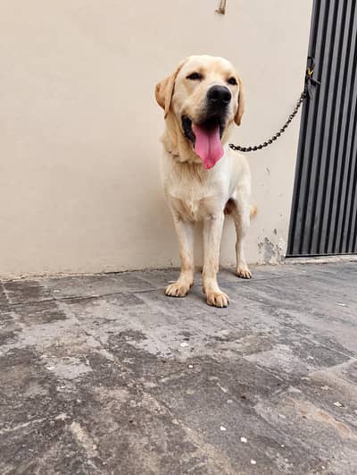 Labrador adult male