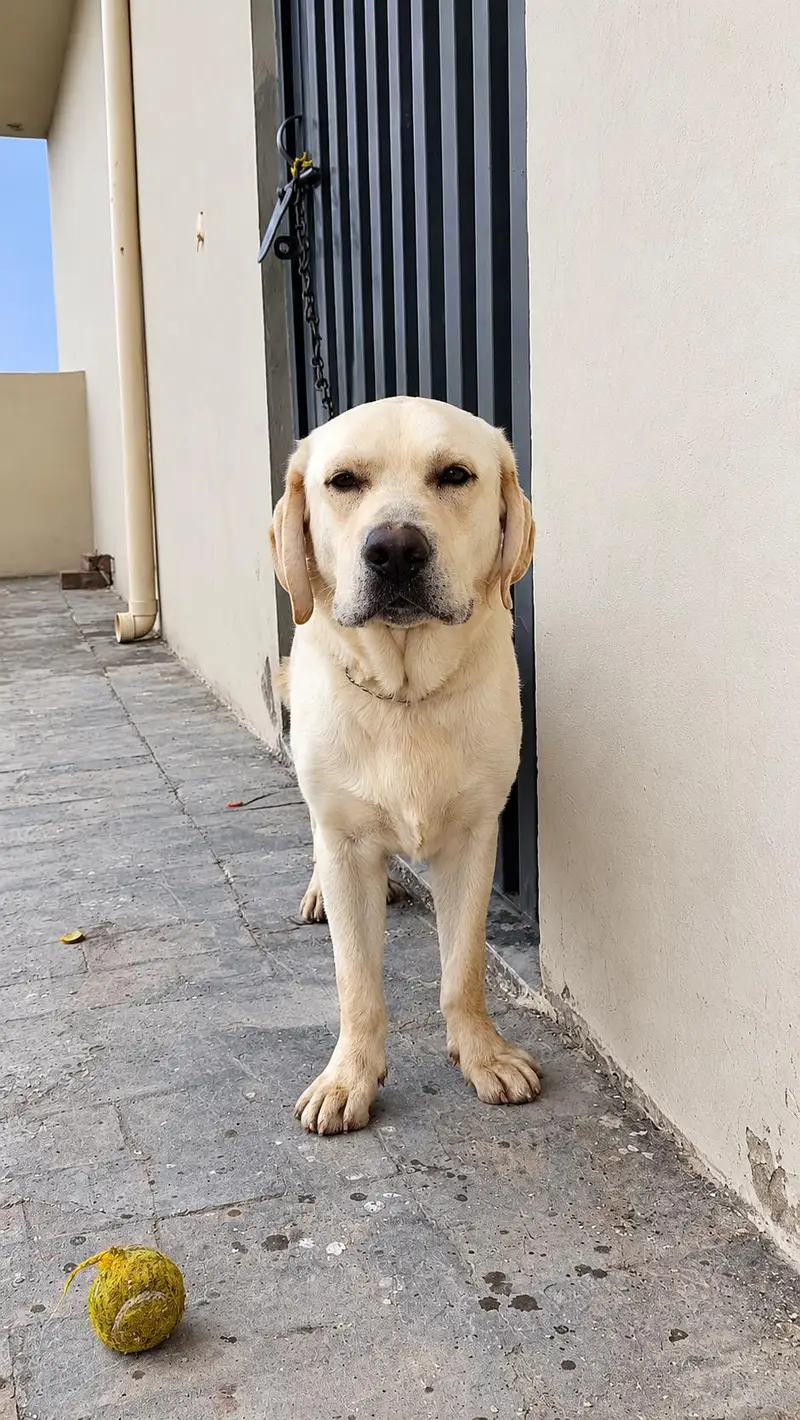 Labrador adult male — photo 3