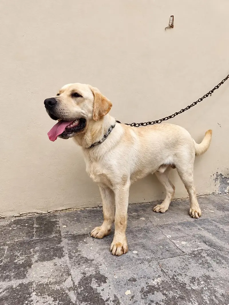 Labrador adult male — photo 4