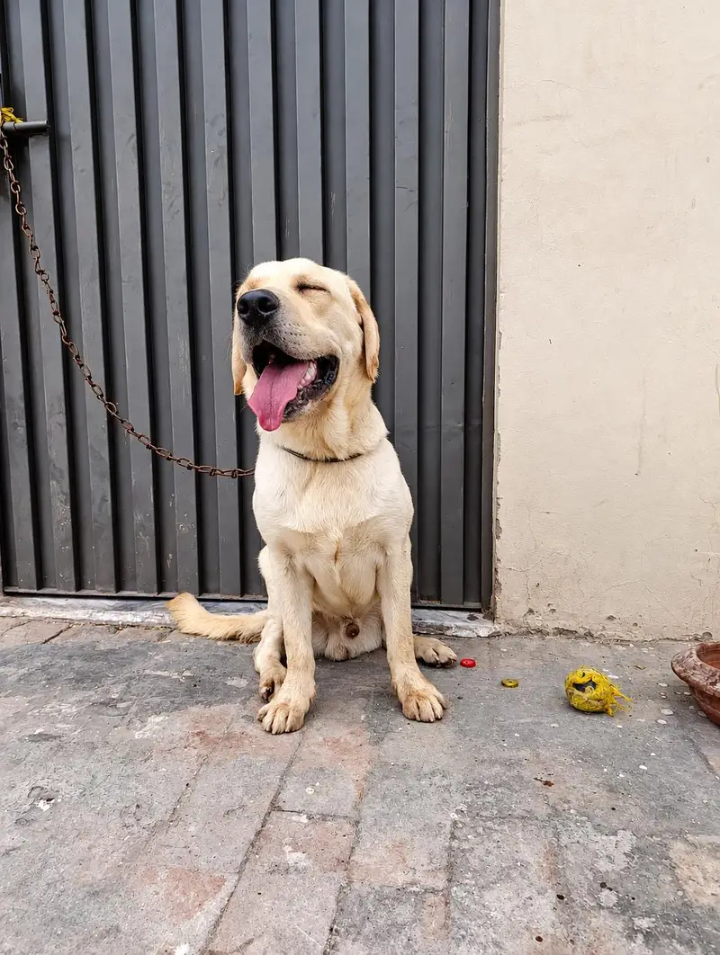 Labrador adult male — photo 5