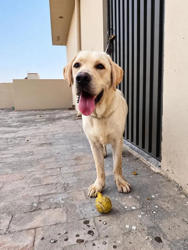 Labrador adult male — photo 6