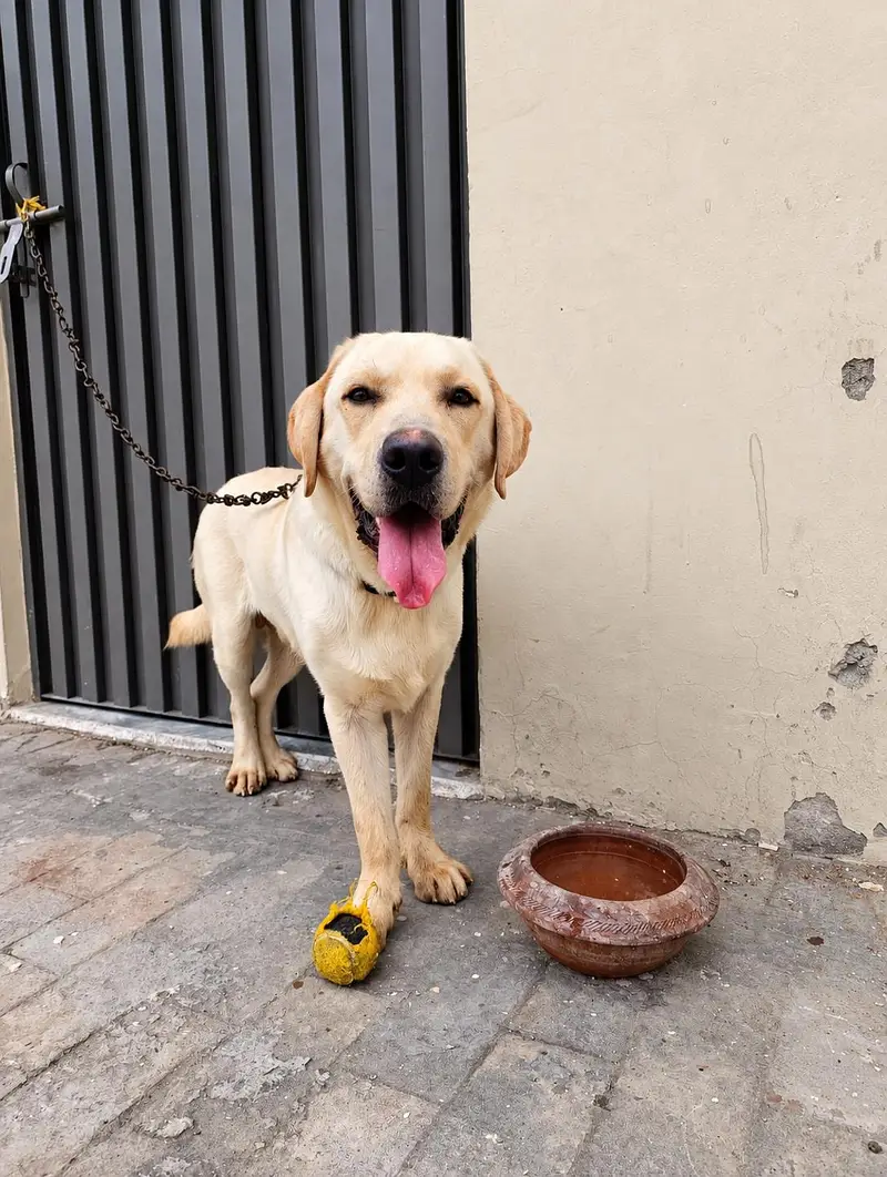 Labrador adult male — photo 7