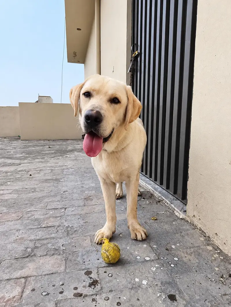 Labrador adult male — photo 8