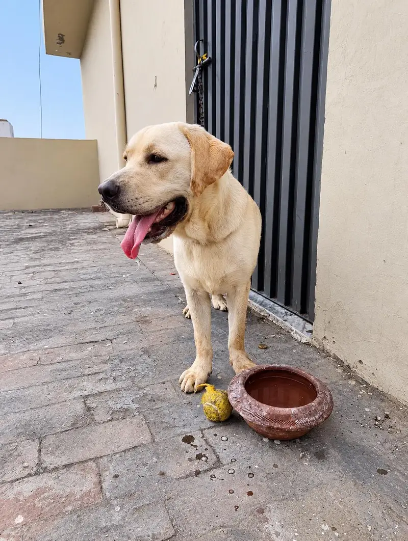 Labrador adult male — photo 9