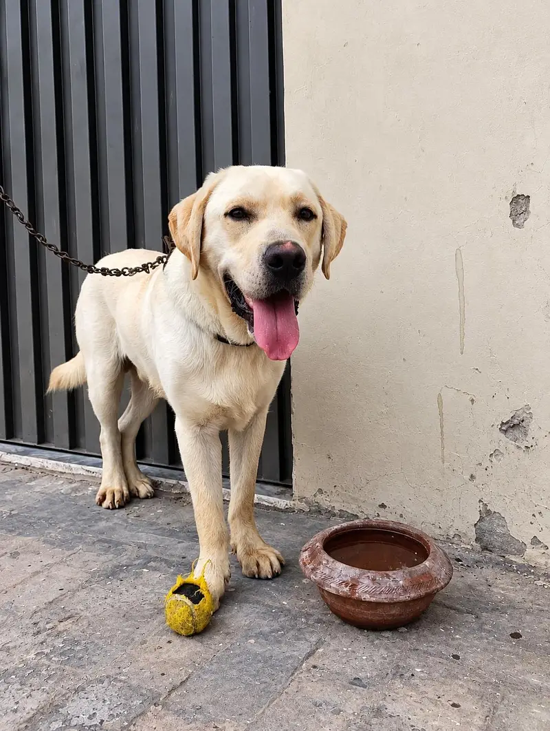 Labrador adult male — photo 10