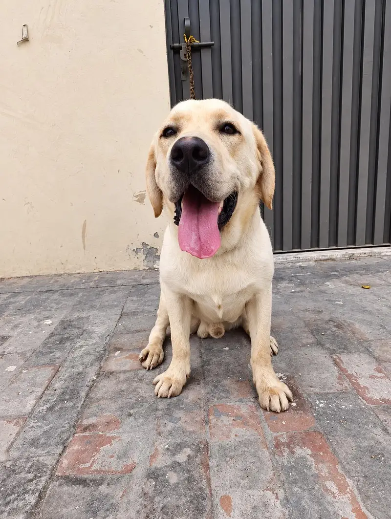 Labrador adult male — photo 11