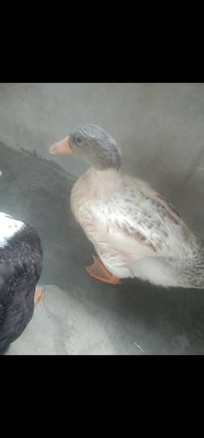 khaki Cambbell Duck pair