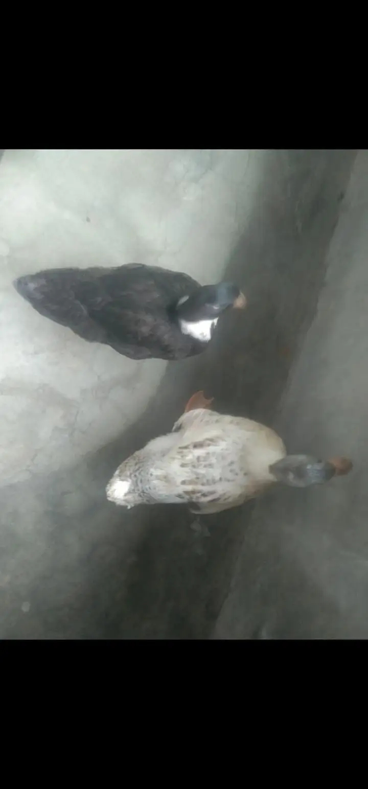 khaki Cambbell Duck pair — photo 2