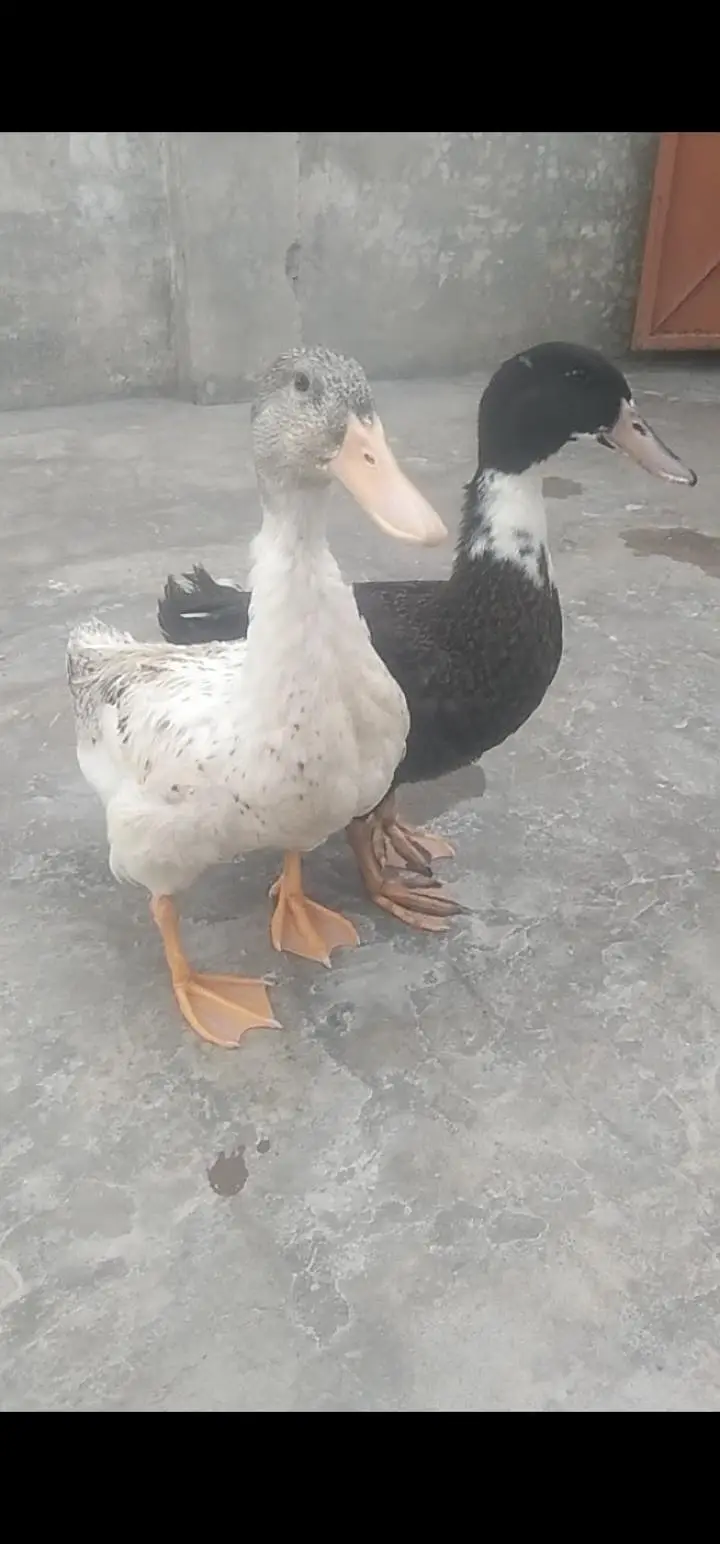khaki Cambbell Duck pair — photo 3