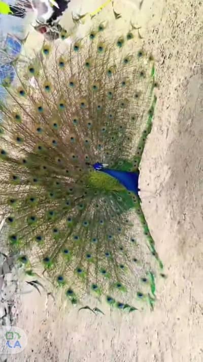 Black Shoulder Peacock breeder Pair