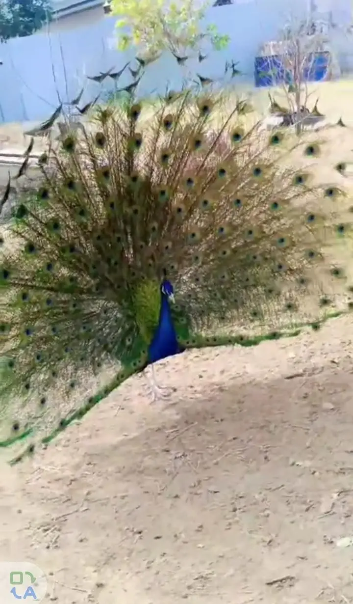 Black Shoulder Peacock breeder Pair — photo 3