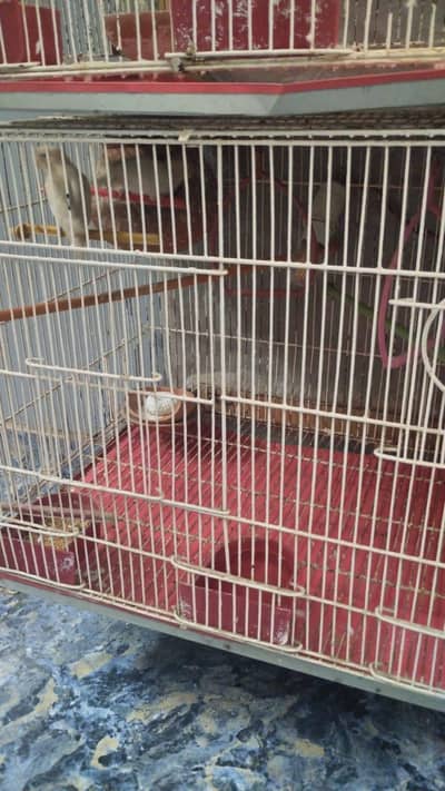 cage for sale