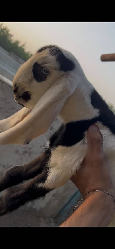male baby week old