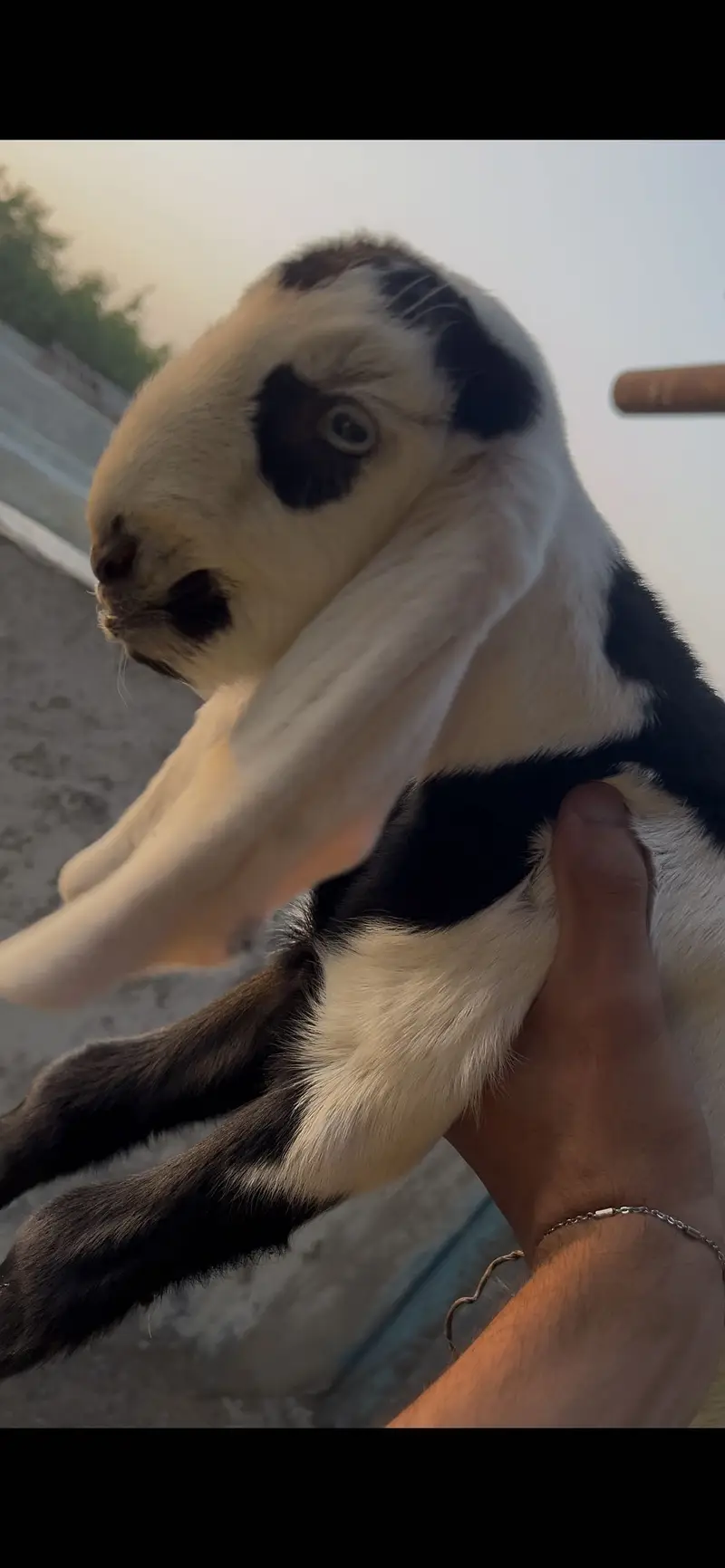 male baby week old — photo 2